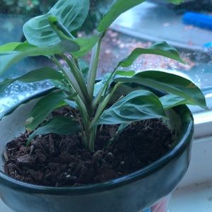 Meet your Posher, Donna